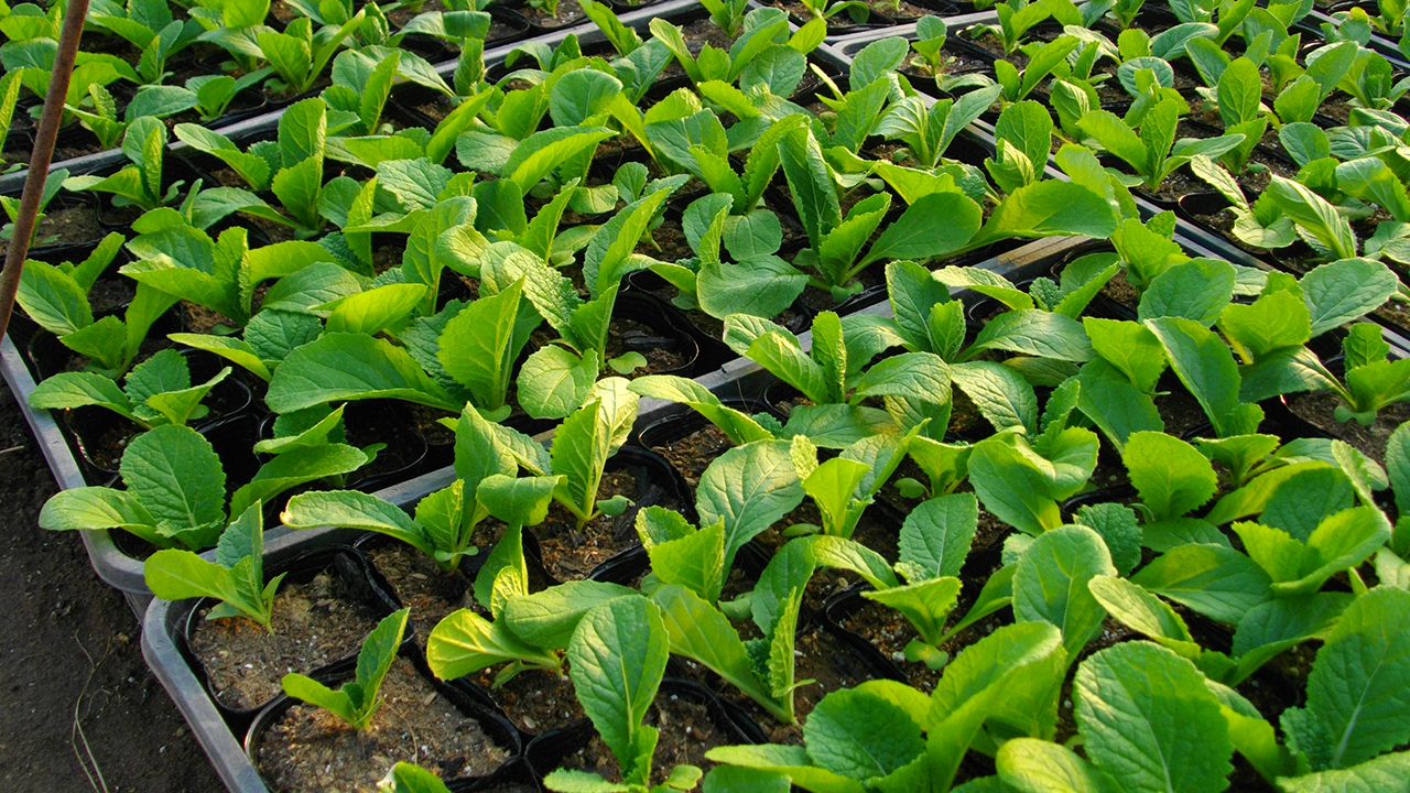 自然の大地で逞しく育つ白菜の苗