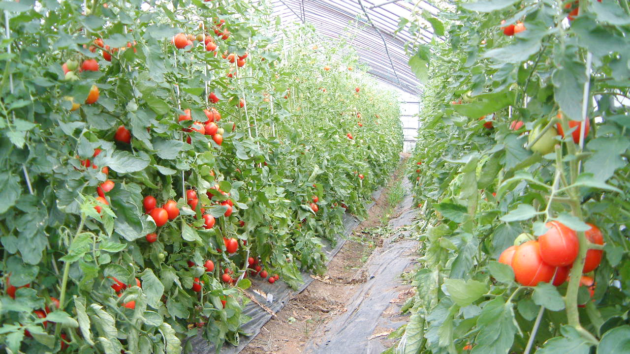 トマトなどハウスでの栽培